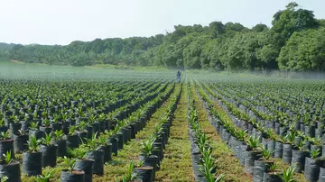 Uganda palm oil sapling field