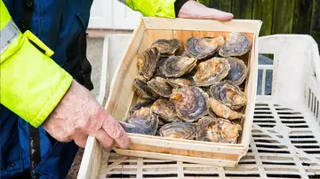 Close up photograph of native oysters in a small wooden box