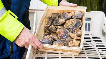 Close up photograph of native oysters in a small wooden box