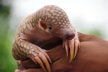 Pangolin sat in human hand