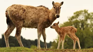 Pere David's deer fawn and parent at Whipsnade Zoo paddock.