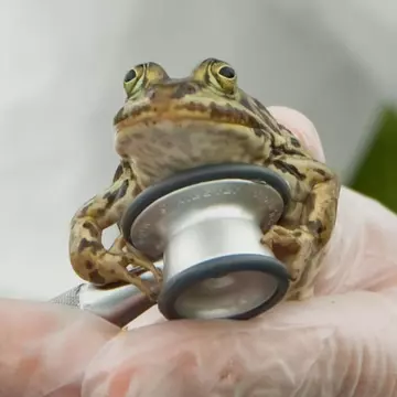 pool frog