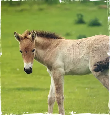 Przewalski's horse foal on grass
