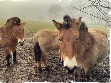 Przewalski's horses at Whipsnade Zoo