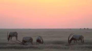 Scimitar-horned oryx