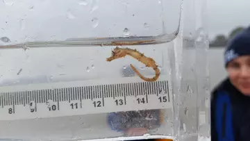 A short-snouted seahorse being measured with a ruler