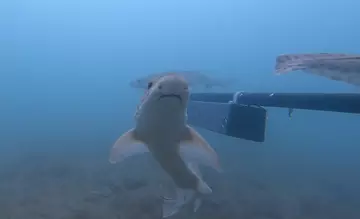 A group of smallspotted catshark investigates an underwater camera in Cardigan Bay.