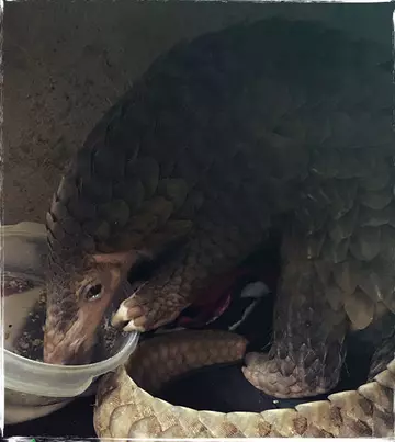 Pangolin vietnam