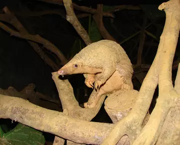 A pangolin standing on tree branches