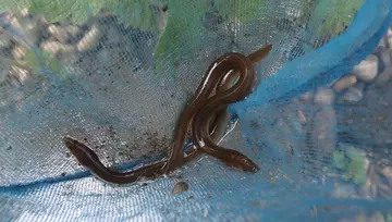 Two eels in a net