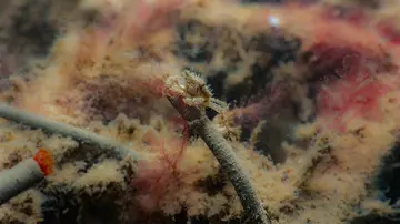 A juvenile shore crab on a fan worm