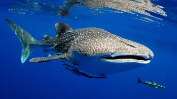 Whale shark