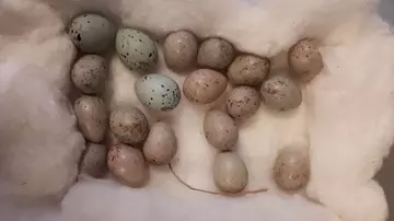 canary eggs