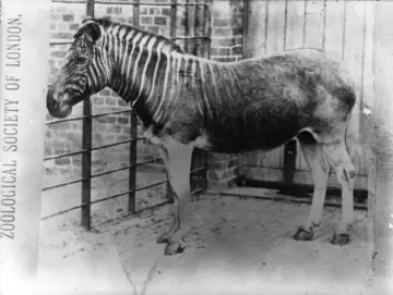 quagga black and white photograph