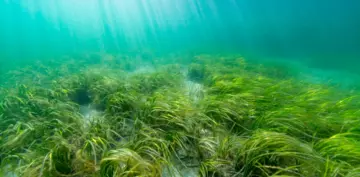seagrass bed