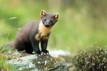 Pine marten sitting on a rock