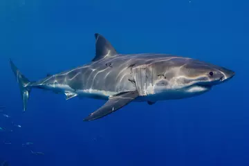 Great white shark