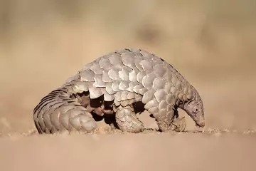 A pangolin searches for ants.