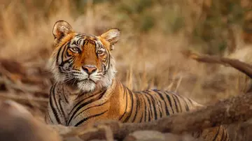 Tiger lying on the ground
