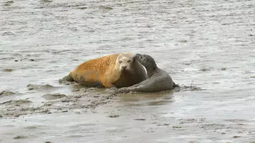 Mother seal and pup snuggled together in mud on the Thames