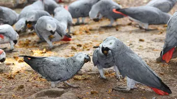 Grey parrots