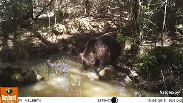 Camera trap image of a brown bear at a watering hole