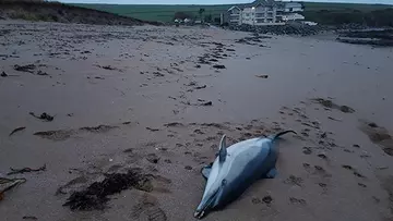 cetacean stranding