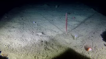 A lone B. finmarchica sea pen, 630 m below the surface