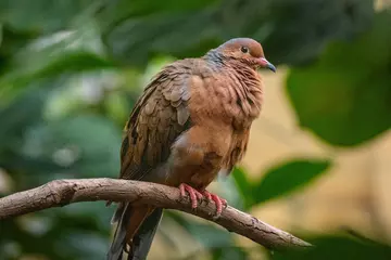 A Socorro dove at London Zoo