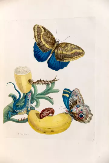 Maria Merian illustration banana with teucer owl butterfly and rainbow whiptail lizard
