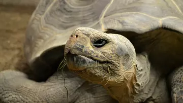 tortoise close up