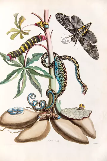 Maria Sybilla Merian illustration cassava root with garden tree boa, sphinx moth and treehopper