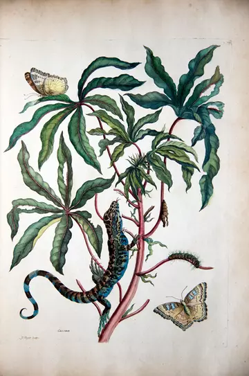 Maria Sybilla Merian illustration cassava with white peacock butterfly and young golden tegu.