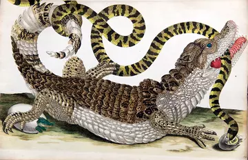 Common or spectacled caiman with South American false coral snake illustration by Maria Sybilla Merian