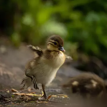 duckling