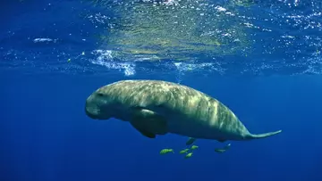 Dugong in sea