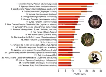 The top 25 EDGE mammals under the new EDGE2 metric.