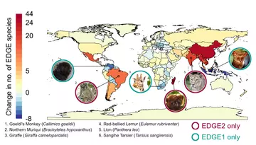 New EDGE metric highlights many new priority species across the world, with increased numbers of EDGE species identified in Brazil, China, India, Indonesia, Madagascar, and Mexico. However, some species previously highlighted by EDGE, such as the Giraffe and Goeldi’s Monkey, are no longer recognised as priority species under EDGE due to their low evolutionary distinctiveness