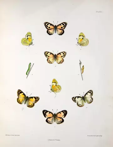 Colour illustrations of the genus Teracolus in Plate 1 of Emily Mary Bowdler Sharpe's Monograph of the species. T. Calais, T. amatus, T. crowleyi. Lithographed by M. Horman Fisher
