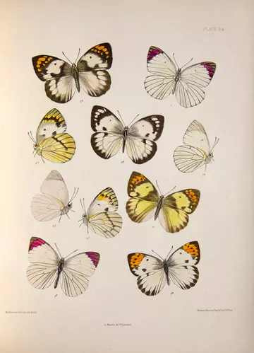 Lithograph of Teracolus bacchus, Plate 24 in monograph of the genus by Emily Mary Bowdler Sharpe. Lithograph by M. Horman Fisher.