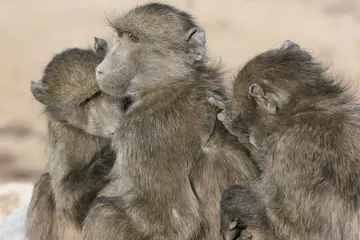 Chacma baboons grooming each other