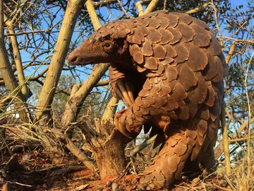 Ground pangolin in the savannah 