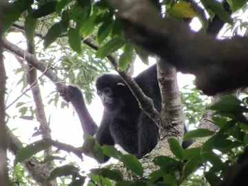 Male Hainan gibbon