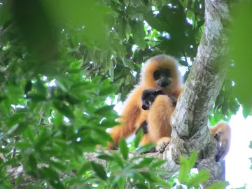 A female Hainan gibbon with an infant