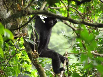 A male Hainan gibbon