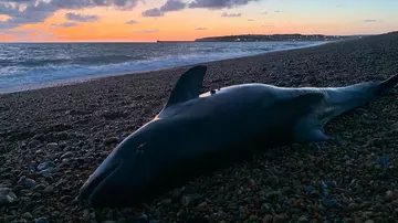 Harbour porpoise at Seaford