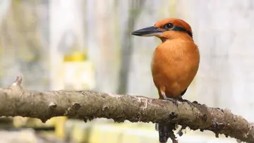 Sihek (Guam Kingfisher), part of The Sihek Recovery Programme 