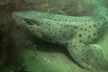 Nursehound underwater