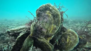 Live oyster under water