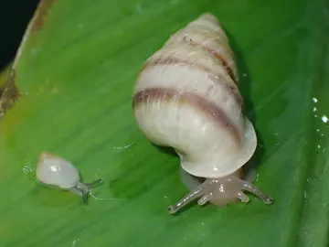 Partula snail adult and partula snail baby on a leaf